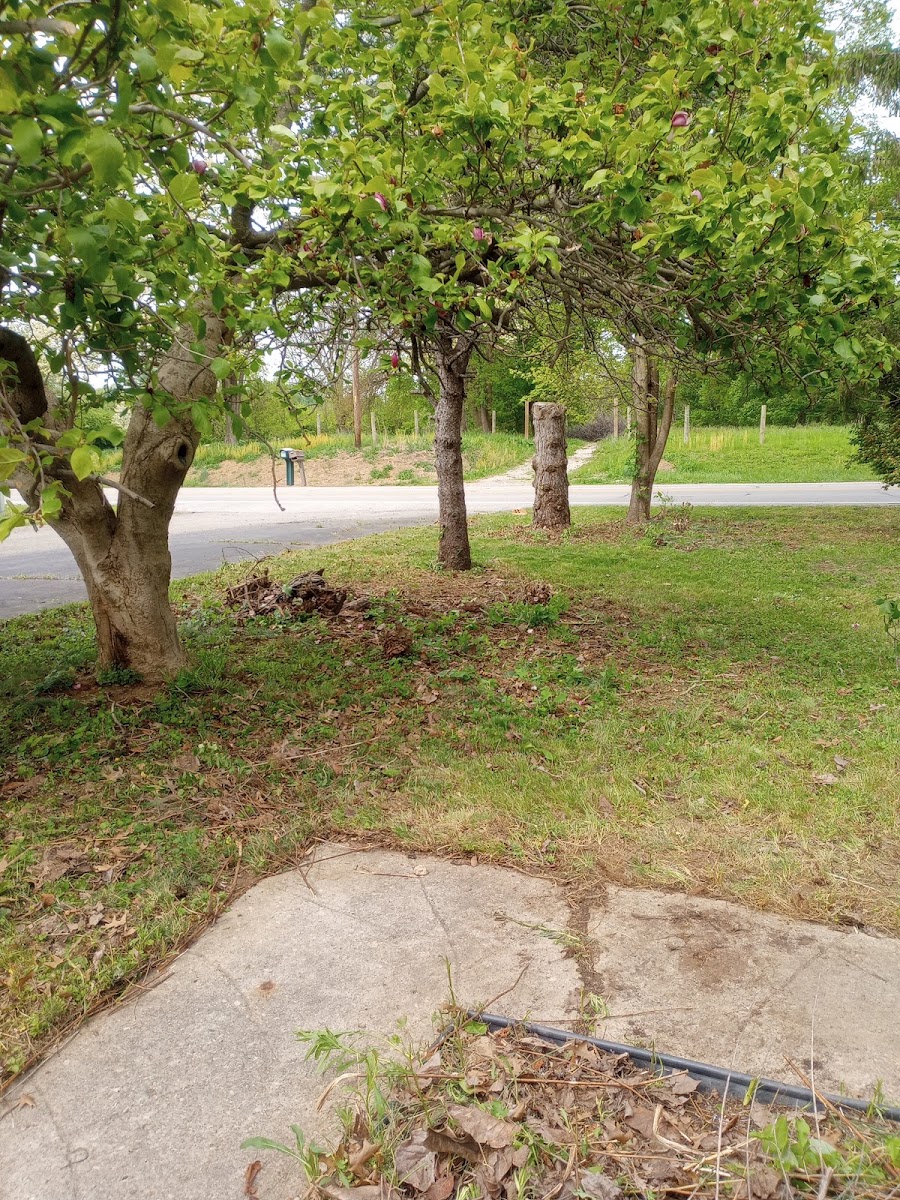A trimmed tree after brush clearing work by All Cutz LLC